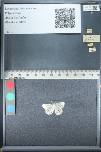 Media type: image;   Entomology 153794